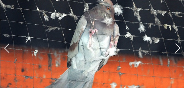 Eine Taube ist hinter einem Netz gefangen
